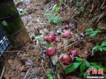 竹林下种植菌菇 广东省林业局 供图 - 中国新闻社广东分社主办