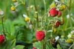 大城名园 万物和谐｜促进生物多样性研究，野生草莓“身负重任”！ - 广东大洋网