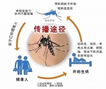 警惕！广州进入登革热流行期，防蚊灭蚊是关键 - 广东大洋网