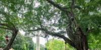 国内公园中首创！中山纪念堂古树名木保护规划出炉 - 广东大洋网