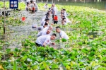 端午将至 广州泮塘400多岁“老龙”出水啦！ - 广东大洋网