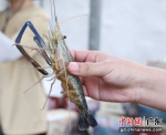 肇庆高要区的罗氏沼虾。通讯员供图 - 中国新闻社广东分社主办