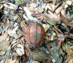 地龟！广州从化一自然保护区发现新增物种 - 广东大洋网