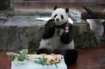 撸串玩冰，广州动物园熊猫爽快过夏天 - 广东大洋网