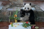 撸串玩冰，广州动物园熊猫爽快过夏天 - 广东大洋网