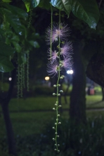 花期只有一晚！珠江公园“奇花”玉蕊正悄然绽放 - 广东大洋网
