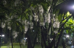 花期只有一晚！珠江公园“奇花”玉蕊正悄然绽放 - 广东大洋网
