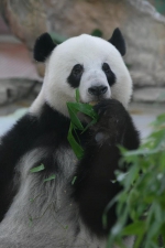 端午节大熊猫美美吃“粽子”，“蛋黄粽”大受欢迎 - 广东大洋网
