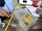 宠物小黄鸭随身过安检被拒，铁路警方提醒 - 广东大洋网