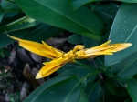 姜目植物盛夏绽放，这些“蝎尾”造型太好看了！ - 广东大洋网