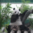 “奉旨”赖床，广州动物园调整熊猫馆开放时间 - 广东大洋网