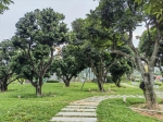 百年古树集体“搬家”，一年时间荔枝再满树梢 - 广东大洋网