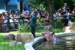 广州再挂高温预警，河马、大象、黑猩猩争当“吃瓜群众” - 广东大洋网