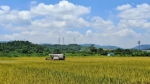 今年预计产量2.76万吨！广州增城早稻收割正当时 - 广东大洋网